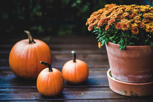 Pumpkins and Mum